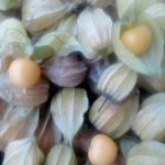 WhatsApp Image 2025-12-23 at 10.24.51 AM (1)